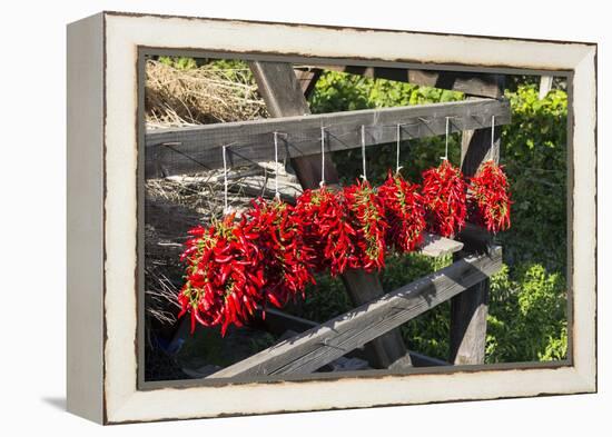 Red Hungarian Hot Chili Locally known as Paprika, Kalocsa, Hungary-Martin Zwick-Framed Premier Image Canvas