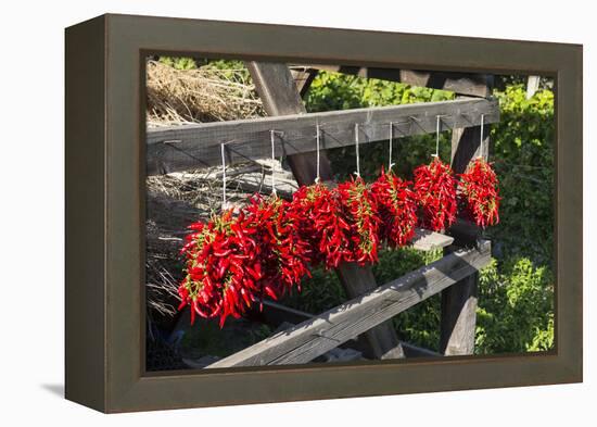 Red Hungarian Hot Chili Locally known as Paprika, Kalocsa, Hungary-Martin Zwick-Framed Premier Image Canvas