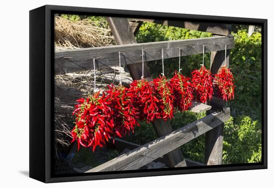 Red Hungarian Hot Chili Locally known as Paprika, Kalocsa, Hungary-Martin Zwick-Framed Premier Image Canvas