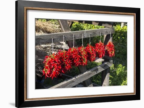 Red Hungarian Hot Chili Locally known as Paprika, Kalocsa, Hungary-Martin Zwick-Framed Photographic Print