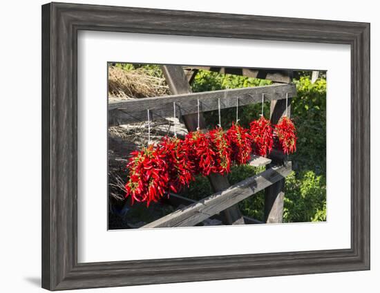 Red Hungarian Hot Chili Locally known as Paprika, Kalocsa, Hungary-Martin Zwick-Framed Photographic Print