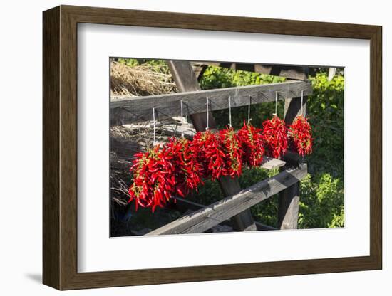 Red Hungarian Hot Chili Locally known as Paprika, Kalocsa, Hungary-Martin Zwick-Framed Photographic Print