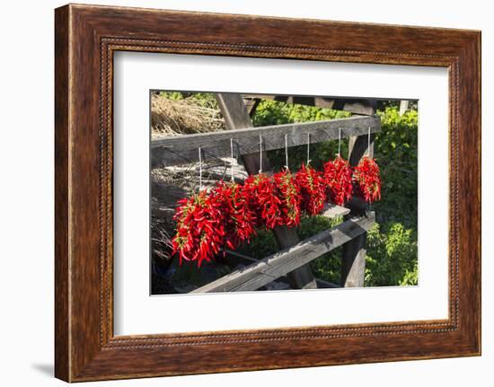 Red Hungarian Hot Chili Locally known as Paprika, Kalocsa, Hungary-Martin Zwick-Framed Photographic Print