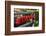 Red Hungarian Hot Chili Locally known as Paprika, Kalocsa, Hungary-Martin Zwick-Framed Photographic Print