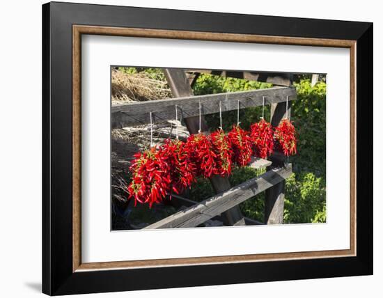 Red Hungarian Hot Chili Locally known as Paprika, Kalocsa, Hungary-Martin Zwick-Framed Photographic Print