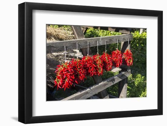 Red Hungarian Hot Chili Locally known as Paprika, Kalocsa, Hungary-Martin Zwick-Framed Photographic Print