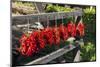 Red Hungarian Hot Chili Locally known as Paprika, Kalocsa, Hungary-Martin Zwick-Mounted Photographic Print