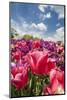 Red Hybrid Tulip and the Sky-Richard T. Nowitz-Mounted Photographic Print