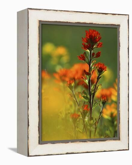 Red Indian Paintbrush Flower in Springtime, Nature Conservancy Property, Maxton Plains-Mark Carlson-Framed Premier Image Canvas