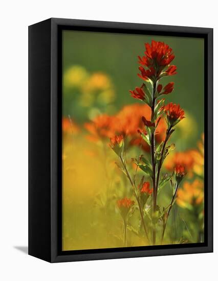 Red Indian Paintbrush Flower in Springtime, Nature Conservancy Property, Maxton Plains-Mark Carlson-Framed Premier Image Canvas