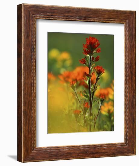 Red Indian Paintbrush Flower in Springtime, Nature Conservancy Property, Maxton Plains-Mark Carlson-Framed Photographic Print