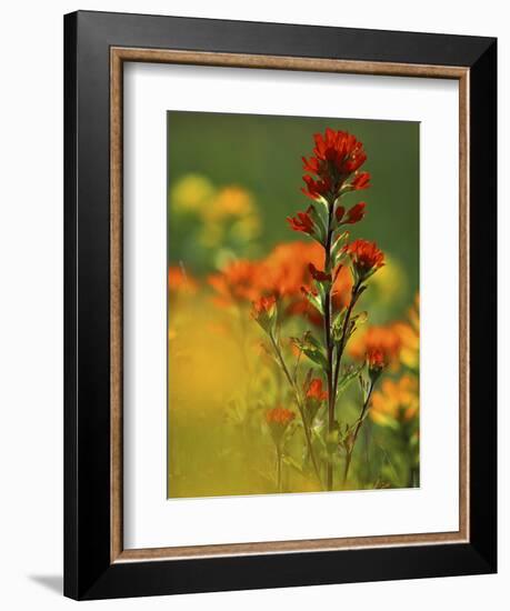 Red Indian Paintbrush Flower in Springtime, Nature Conservancy Property, Maxton Plains-Mark Carlson-Framed Photographic Print