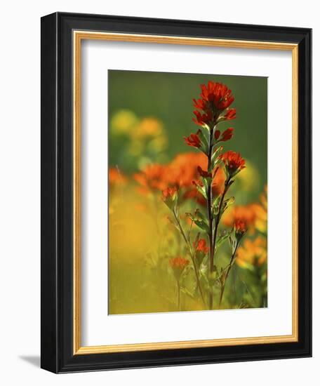 Red Indian Paintbrush Flower in Springtime, Nature Conservancy Property, Maxton Plains-Mark Carlson-Framed Photographic Print