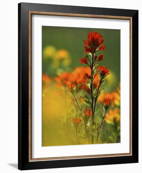 Red Indian Paintbrush Flower in Springtime, Nature Conservancy Property, Maxton Plains-Mark Carlson-Framed Photographic Print