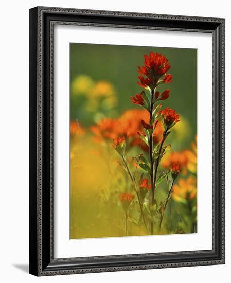 Red Indian Paintbrush Flower in Springtime, Nature Conservancy Property, Maxton Plains-Mark Carlson-Framed Photographic Print