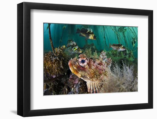 Red Irish Lord (Hemilepidotus Hemilepidotus) Hides On The Sebed-Alex Mustard-Framed Photographic Print