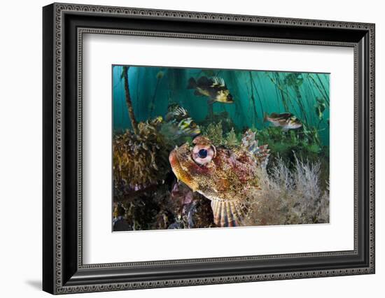 Red Irish Lord (Hemilepidotus Hemilepidotus) Hides On The Sebed-Alex Mustard-Framed Photographic Print