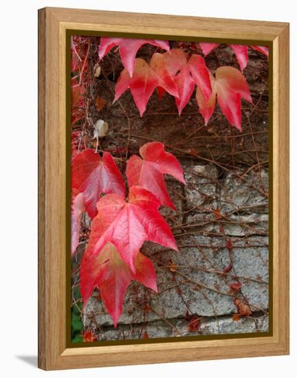 Red Ivy Growing on Stone Wall, Burgundy, France-Lisa S. Engelbrecht-Framed Premier Image Canvas
