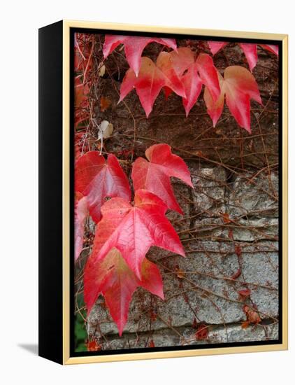 Red Ivy Growing on Stone Wall, Burgundy, France-Lisa S. Engelbrecht-Framed Premier Image Canvas