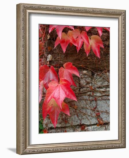 Red Ivy Growing on Stone Wall, Burgundy, France-Lisa S. Engelbrecht-Framed Photographic Print