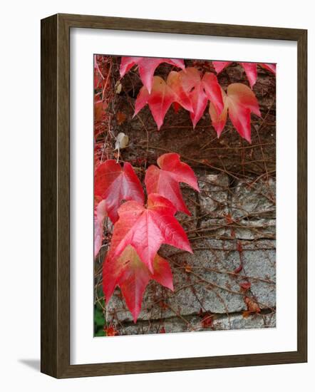 Red Ivy Growing on Stone Wall, Burgundy, France-Lisa S. Engelbrecht-Framed Photographic Print