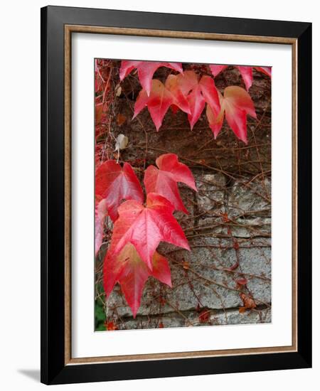 Red Ivy Growing on Stone Wall, Burgundy, France-Lisa S. Engelbrecht-Framed Photographic Print