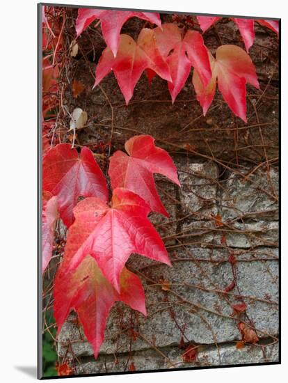 Red Ivy Growing on Stone Wall, Burgundy, France-Lisa S. Engelbrecht-Mounted Photographic Print