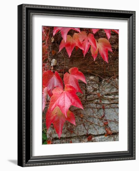 Red Ivy Growing on Stone Wall, Burgundy, France-Lisa S. Engelbrecht-Framed Photographic Print