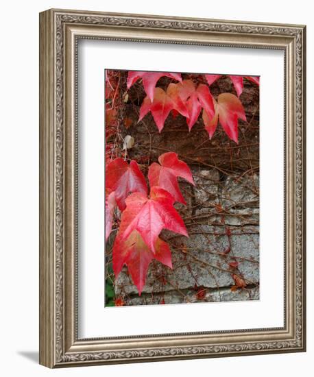 Red Ivy Growing on Stone Wall, Burgundy, France-Lisa S. Engelbrecht-Framed Photographic Print