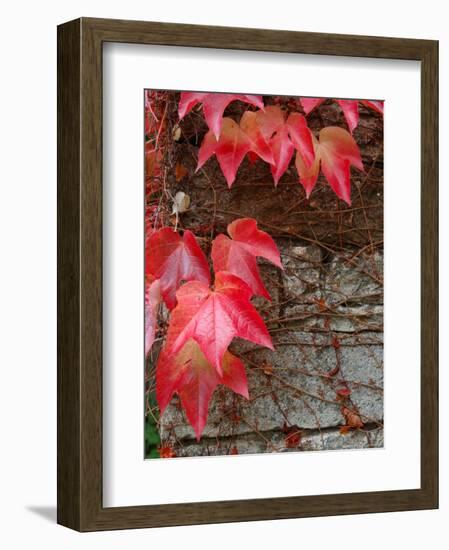 Red Ivy Growing on Stone Wall, Burgundy, France-Lisa S. Engelbrecht-Framed Photographic Print