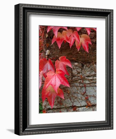 Red Ivy Growing on Stone Wall, Burgundy, France-Lisa S. Engelbrecht-Framed Photographic Print