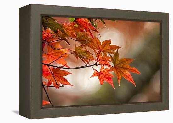 Red Japanese Maple Leaves in Fall-Sheila Haddad-Framed Premier Image Canvas