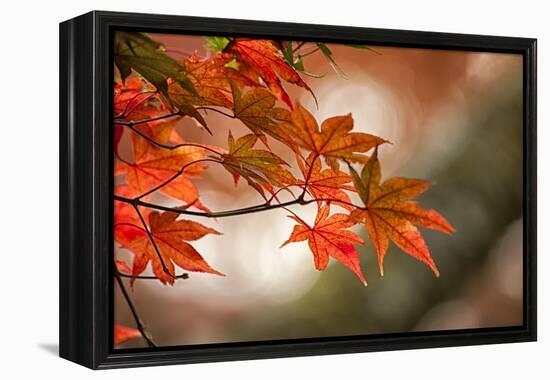 Red Japanese Maple Leaves in Fall-Sheila Haddad-Framed Premier Image Canvas