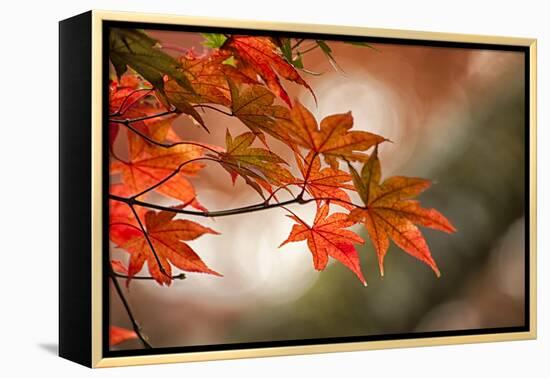 Red Japanese Maple Leaves in Fall-Sheila Haddad-Framed Premier Image Canvas