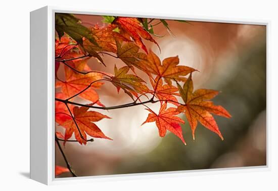 Red Japanese Maple Leaves in Fall-Sheila Haddad-Framed Premier Image Canvas