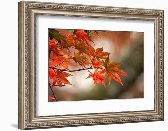 Red Japanese Maple Leaves in Fall-Sheila Haddad-Framed Photographic Print