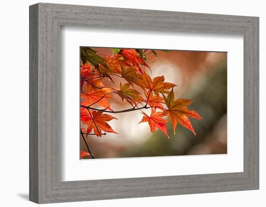 Red Japanese Maple Leaves in Fall-Sheila Haddad-Framed Photographic Print