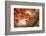 Red Japanese Maple Leaves in Fall-Sheila Haddad-Framed Photographic Print