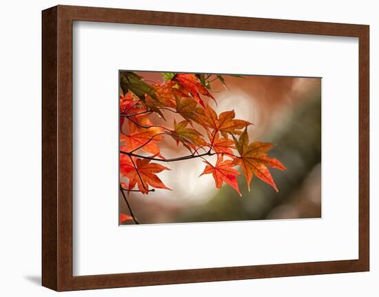 Red Japanese Maple Leaves in Fall-Sheila Haddad-Framed Photographic Print