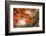 Red Japanese Maple Leaves in Fall-Sheila Haddad-Framed Photographic Print