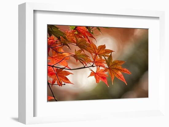 Red Japanese Maple Leaves in Fall-Sheila Haddad-Framed Photographic Print