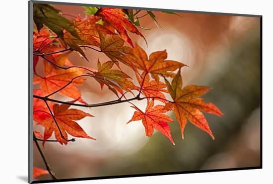 Red Japanese Maple Leaves in Fall-Sheila Haddad-Mounted Photographic Print