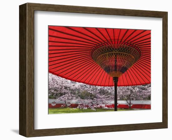 Red Japanese Parasol and Pink Cherry Blossoms-Rudy Sulgan-Framed Photographic Print