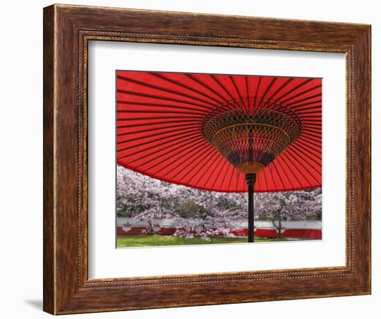 Red Japanese Parasol and Pink Cherry Blossoms-Rudy Sulgan-Framed Photographic Print