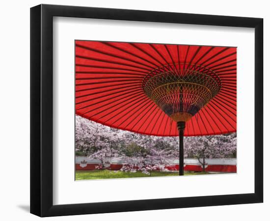 Red Japanese Parasol and Pink Cherry Blossoms-Rudy Sulgan-Framed Photographic Print