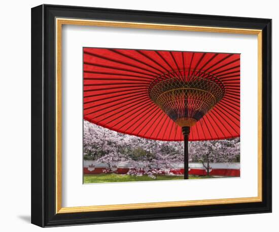 Red Japanese Parasol and Pink Cherry Blossoms-Rudy Sulgan-Framed Photographic Print