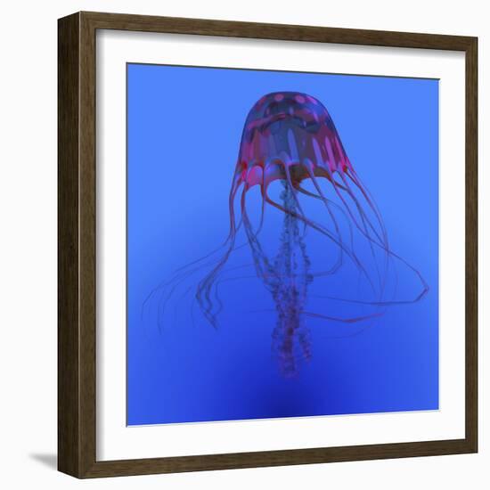 Red Jellyfish Illustration-Stocktrek Images-Framed Art Print