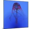 Red Jellyfish Illustration-Stocktrek Images-Mounted Art Print