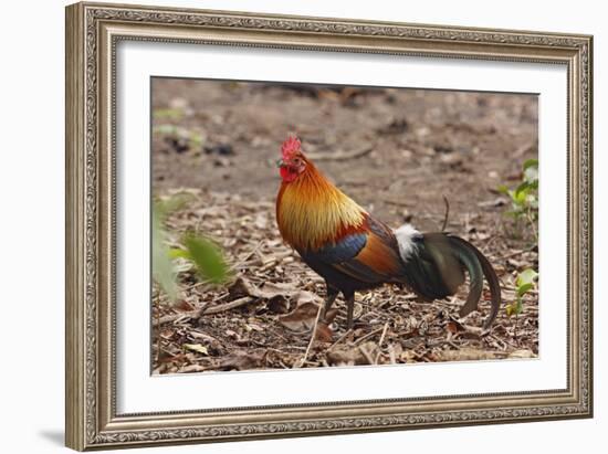 Red Jungle Fowl Male-null-Framed Photographic Print