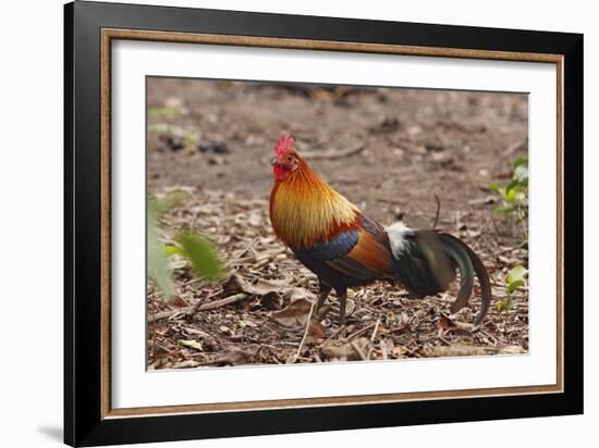 Red Jungle Fowl Male-null-Framed Photographic Print